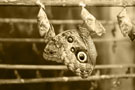 London Zoo Moth